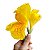 Biri Amarelo Canna indica Flores Vibrantes - Imagem 5