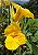 Biri Amarelo Canna indica Flores Vibrantes - Imagem 3