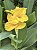 Biri Amarelo Canna indica Flores Vibrantes - Imagem 6