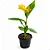 Biri Amarelo Canna indica Flores Vibrantes - Imagem 7