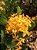 Ixora Rei Amarela - Imagem 2