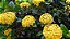 Ixora Rei Amarela - Imagem 1