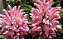 Justicia Rosa - Justicia carnea - Imagem 1