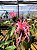 Justicia Rosa - Justicia carnea - Imagem 4
