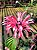 Justicia Rosa - Justicia carnea - Imagem 3