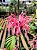 Justicia Rosa - Justicia carnea - Imagem 2