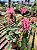 Justicia Rosa - Justicia carnea - Imagem 5
