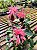 Justicia Rosa - Justicia carnea - Imagem 6