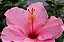 Hibisco Rosa - Imagem 4