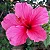 Hibisco Rosa - Imagem 3