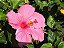 Hibisco Rosa - Imagem 2
