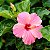 Hibisco Rosa - Imagem 1