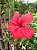 Hibisco Vermelho - Imagem 2
