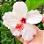 Hibisco Branco - Imagem 1