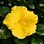 Hibisco Amarelo - Imagem 1