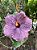 Hibisco Roxo - Imagem 1