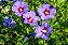 Hibisco Roxo da Siria - Imagem 2