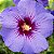 Hibisco Roxo da Siria - Imagem 1