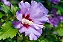 Hibisco Roxo da Siria - Imagem 3