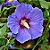 Hibisco Roxo da Siria - Imagem 5