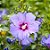 Hibisco Roxo da Siria - Imagem 4