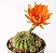 Cacto Lobivia arachnacantha - Imagem 2