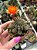 Cacto Lobivia arachnacantha - Imagem 1