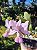 Orquídea Cattleya Walkeriana Aurecy x Elias Donato - Imagem 5