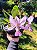 Orquídea Cattleya Walkeriana Aurecy x Elias Donato - Imagem 3