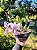 Orquídea Cattleya Walkeriana Aurecy x Elias Donato - Imagem 2