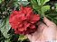 Hibisco Dobrado Vermelho - Imagem 3