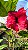 Hibisco Dobrado Vermelho - Imagem 3