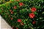 Hibisco Dobrado Vermelho - Imagem 4