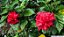 Hibisco Dobrado Vermelho - Imagem 2