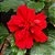 Hibisco Dobrado Vermelho - Imagem 1