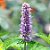 Patchouli Pogostemon cablin - Planta Aromática - Imagem 1