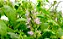 Patchouli Pogostemon cablin - Planta Aromática - Imagem 2
