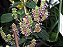 Patchouli Pogostemon cablin - Planta Aromática - Imagem 4