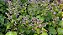 Patchouli Pogostemon cablin - Planta Aromática - Imagem 3