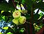 Jambo Amarelo - Syzygium jambos - Imagem 2