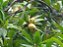 Jambo Amarelo - Syzygium jambos - Imagem 3