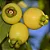 Jambo Amarelo - Syzygium jambos - Imagem 4