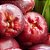 Jambo Rosa Syzygium samarangense Árvore Frutífera - Imagem 4