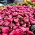 Jambo Rosa Syzygium samarangense Árvore Frutífera - Imagem 4