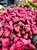 Jambo Rosa Syzygium samarangense Árvore Frutífera - Imagem 3