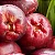 Jambo Rosa Syzygium samarangense Árvore Frutífera - Imagem 3