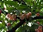Jambo Rosa Syzygium samarangense Árvore Frutífera - Imagem 1