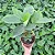 Mini Maranta Charuto Calathea Lutea - Imagem 1