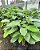Mini Maranta Charuto Calathea Lutea - Imagem 3