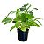 Mini Maranta Charuto Calathea Lutea - Imagem 4